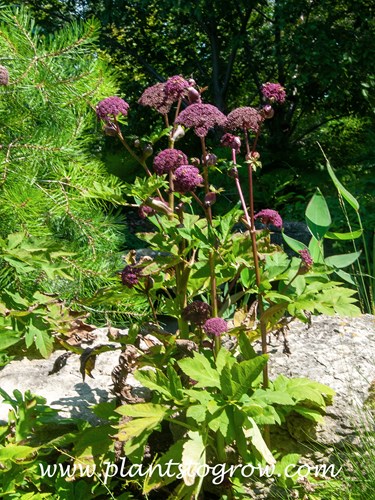 Korean Angelica (Angelica gigas)